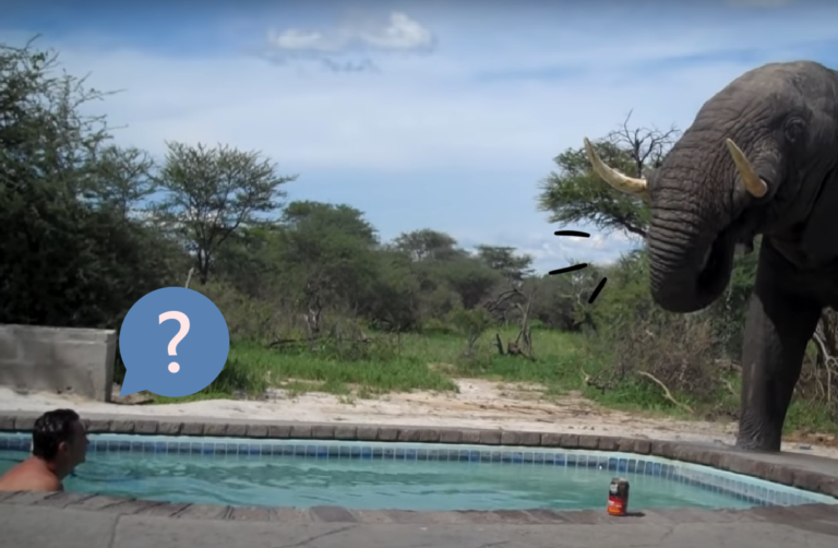 大象闖進泳池趴「大喝特喝」，人類呆愣縮在池角傻眼！（圖／Youtube＠Kerry Dunne）