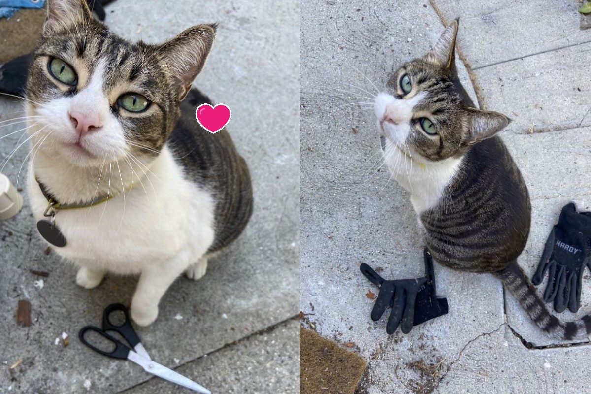 ▲貓皇超愛闖鄰居家「借花獻佛」！叼各種用品賞奴才：我帶禮物給妳了！（圖／翻攝自IG@songsofmyfelines）