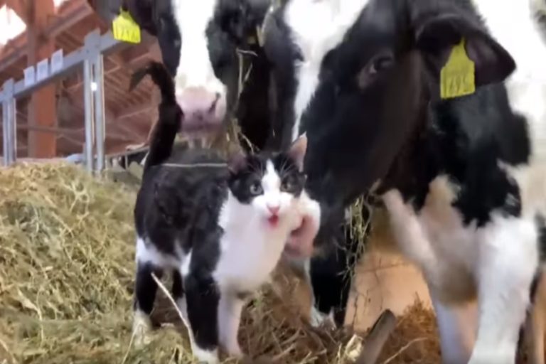 一隻賓士貓混進牧草堆裡與乳牛親近（圖／翻攝自Twitter@n_barncat）