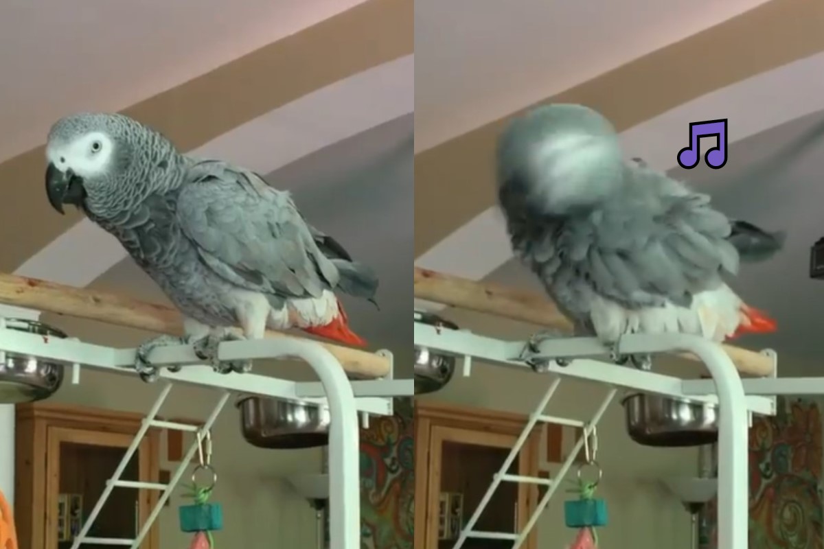 國外一隻灰鸚鵡聽到音樂就會跳「甩頭舞」（圖／IG@mommas.little.zoo）