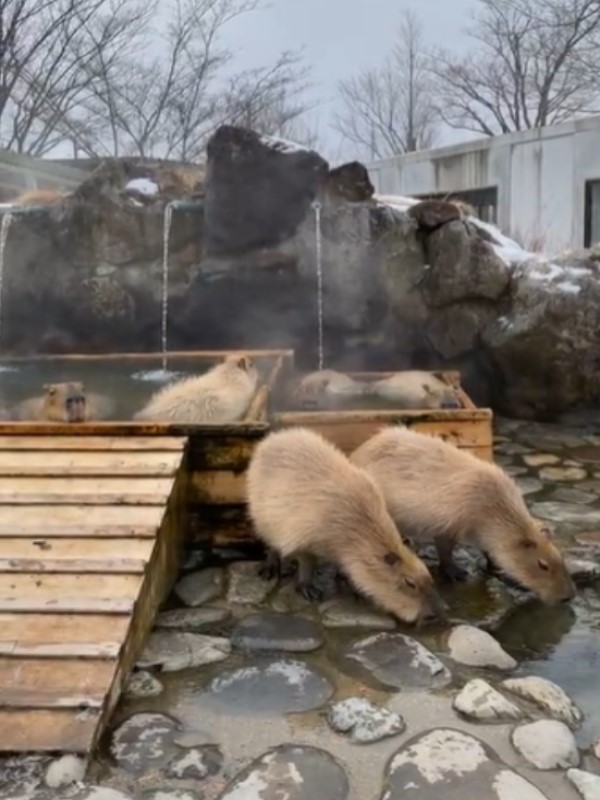 動物園舉行「水豚泡湯大賽」　冠軍長泡104分鐘：爽啊！