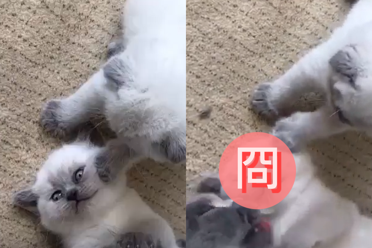 小貓被大家同時寵溺，反而「表情猙獰」想逃離！（圖／Instagram＠lattethecolorpointcat）