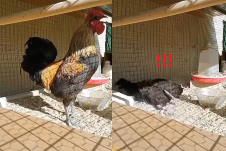 土耳其一隻公雞最近在網路上爆紅（圖／翻攝自Youtube@Tamirci Çırağı）