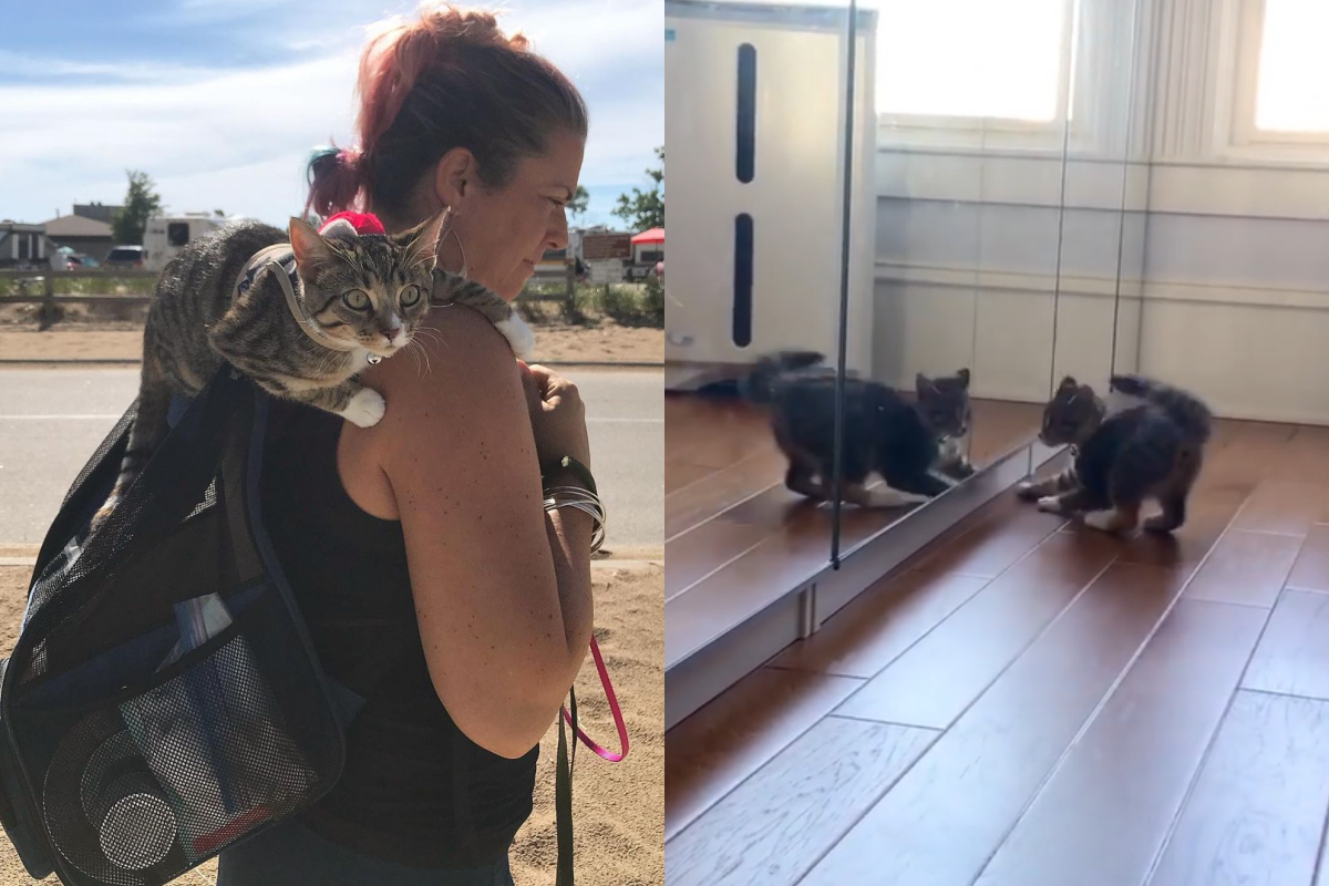 虎斑貓對鏡子「翻滾對打」，表情超級認真！（圖／Instagram＠risethepurrbox）