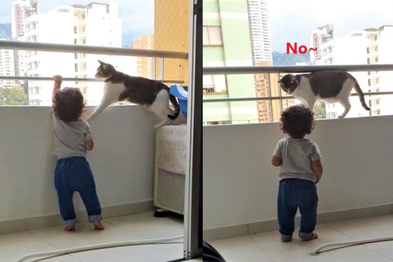 小男孩想攀爬陽台欄杆被貓咪阻止（圖／翻攝自Youtube@ViralHog）