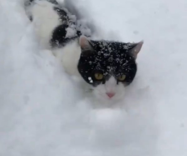 旅館店貓不怕冷　出門「剷雪開道迎客」：歡迎來玩！