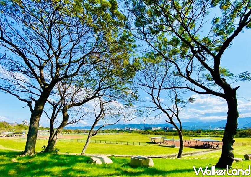 ▲到了初春的時候還能聞到淡淡的烏心石花香。（圖／WalkerLand）