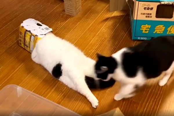 貓咪「謎之躲迷藏」雙腳伸直放空網笑：在看VR嗎？