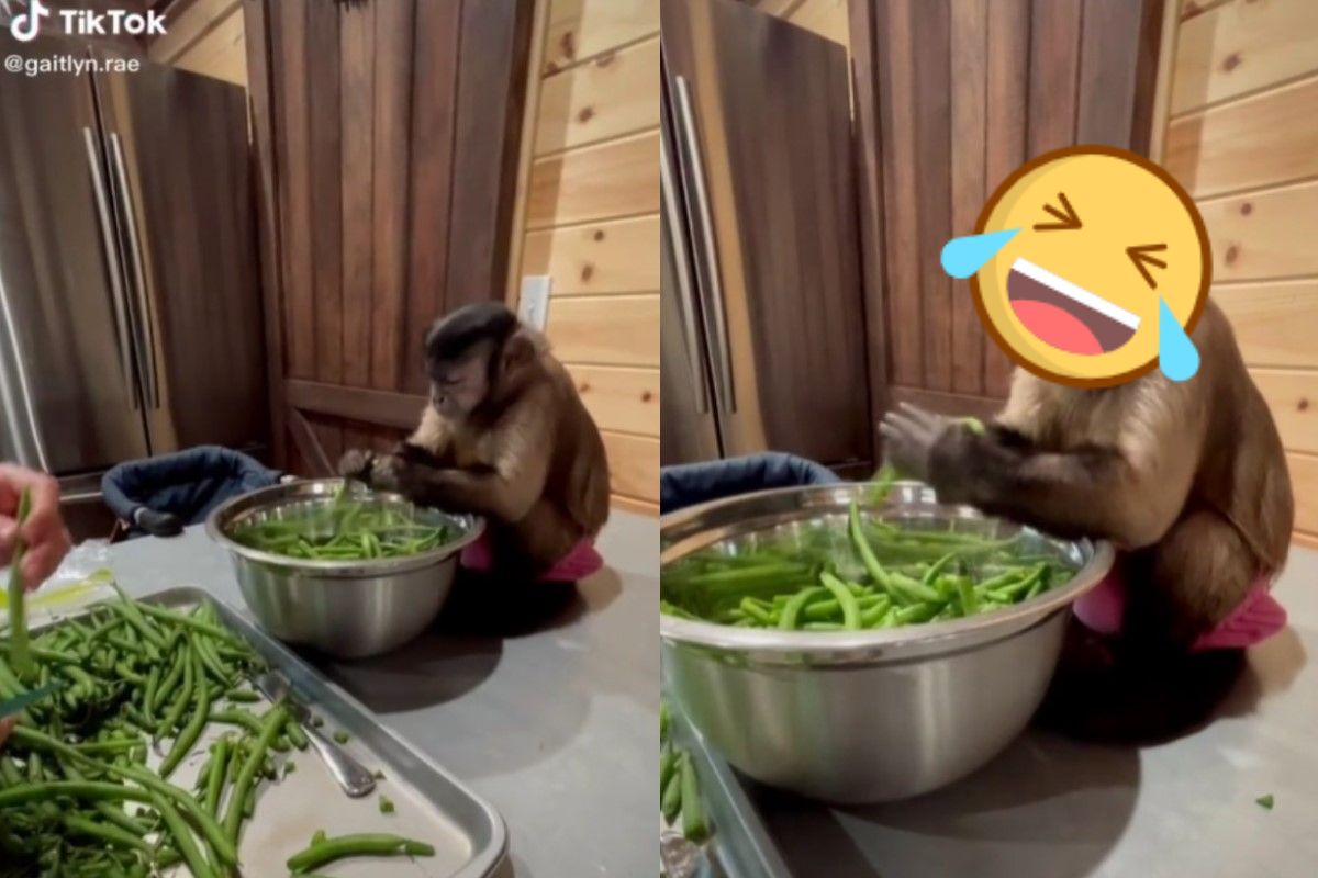 國外一隻小猴子認真地幫馬麻掰斷豆筴，但是表情讓許多網友都笑了（圖／Tik tok@gaitlyn.rae）