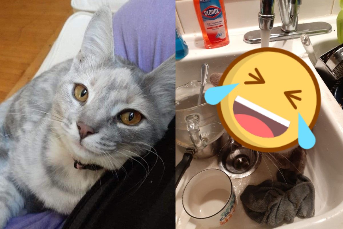 國外一隻貓咪非常喜歡玩水（圖／FB@Julie Alkire）