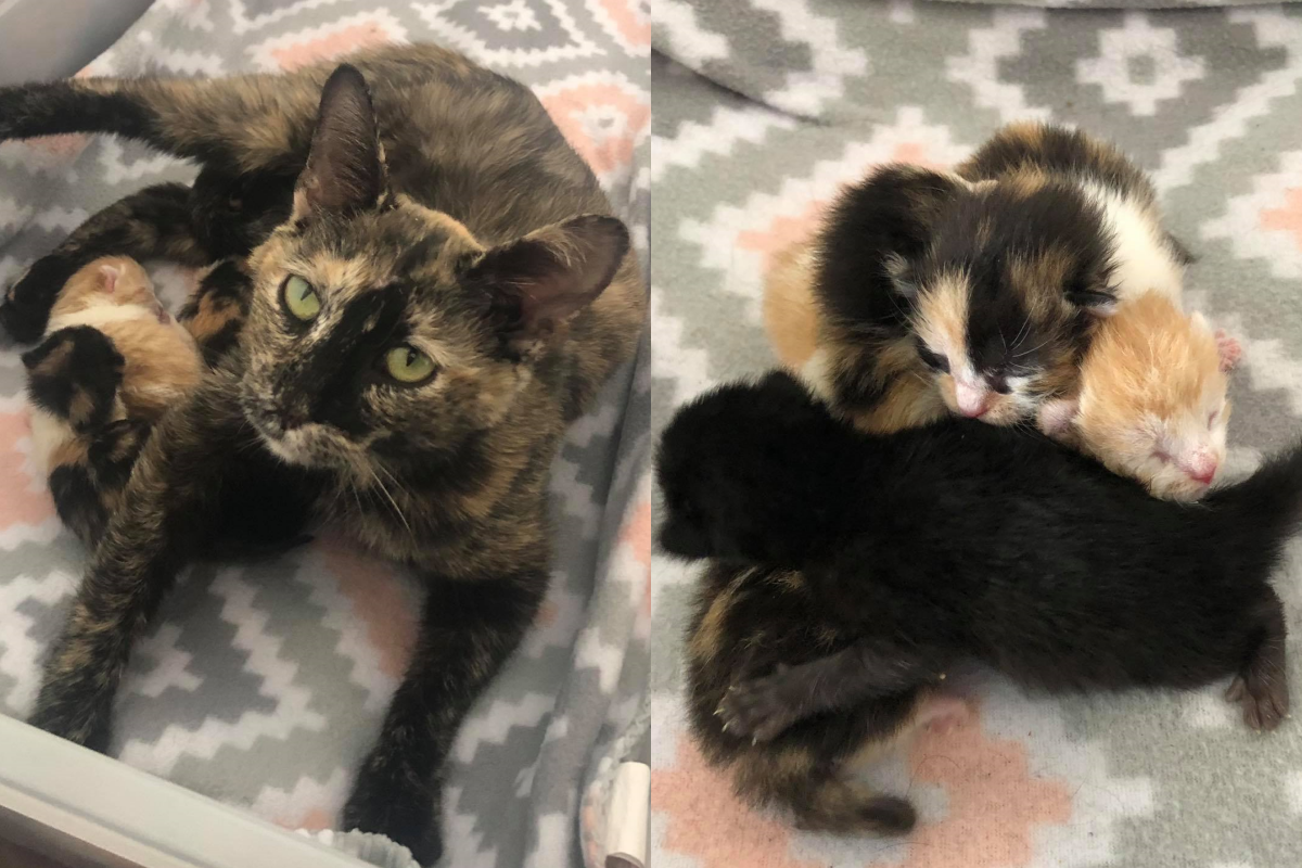 人類路過雪堆驚見裡頭「有眼睛」，挖開竟藏隻懷孕瘦浪浪！（圖／Facebook＠catsnipetc）