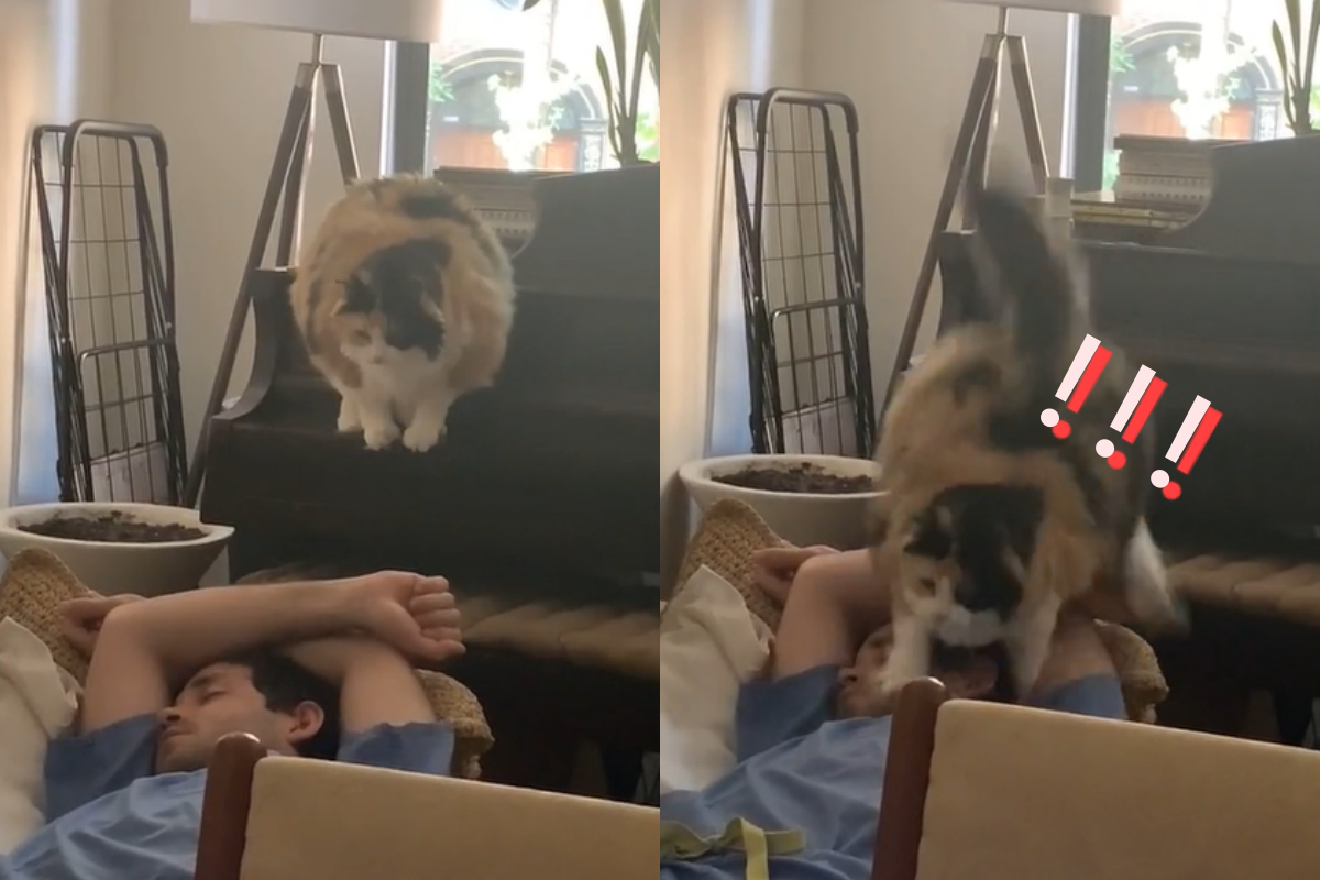 貓咪飛越沙發一腳命中人類大臉！（圖／TiKTok＠madyadms2）