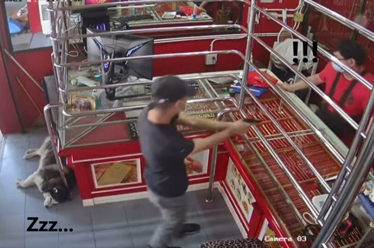 泰國一間珠寶店日前模擬搶劫，一旁的哈士奇正在睡覺（圖／FB@นุงลัคกี้ ไซบิเรียนเซินเจิ้น）