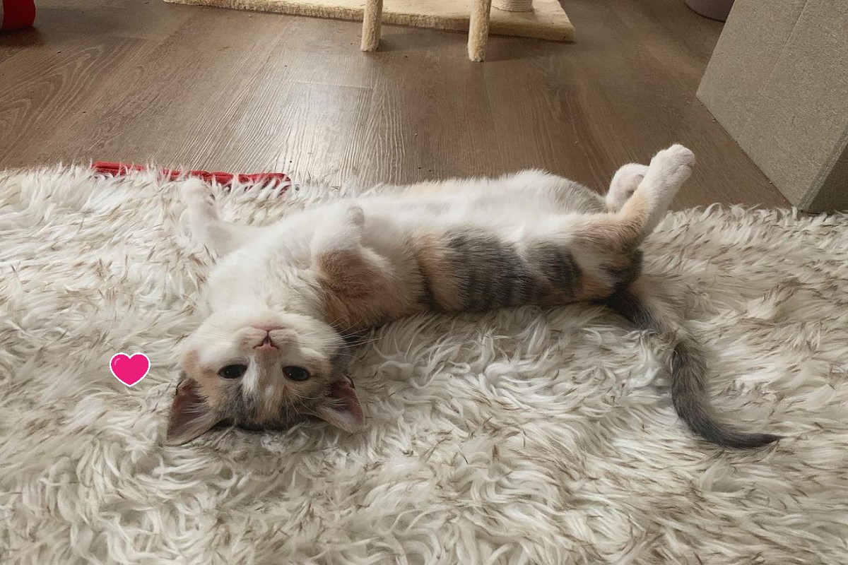 三花小萌貓在寄養家庭時就很會對人類「放電」（圖／IG@kellyfosterkittens）