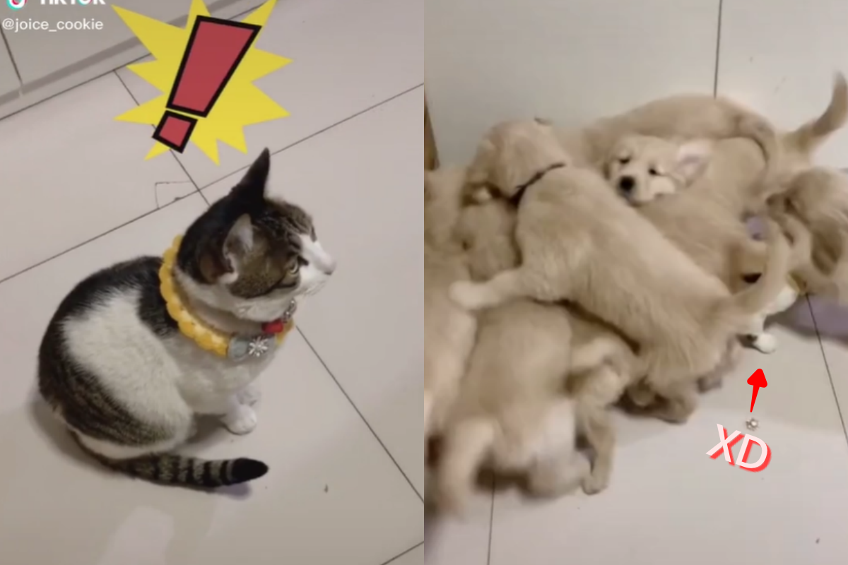 小黃金們超熱情簇擁貓咪，嚇得貓展開極限逃生！（圖／TiKTok@joice_cookie）