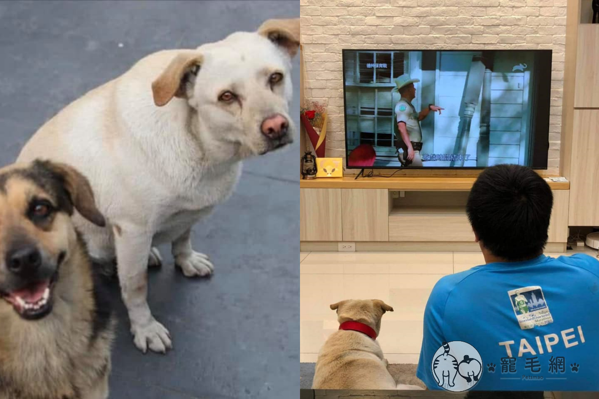 雲林小黑過世小白獨留街，喜被同社區夫妻領養回家！（圖／網友邵柏虎授權提供）