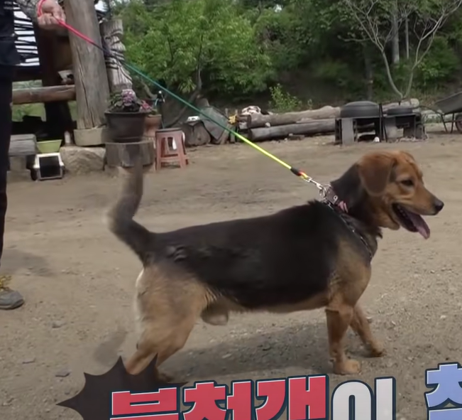 遇到一隻強壯的狗狗！（圖／Youtube@SBS TV동물농장x애니멀봐）