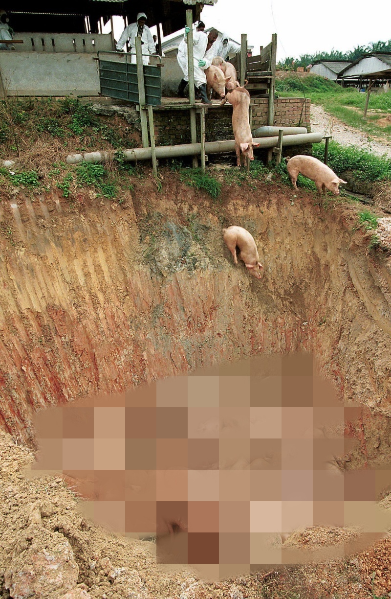 ▲馬來西亞曾於1999年發生嚴重的立百病毒疫情，撲殺了大量豬隻。（圖／美聯社／達志影像）