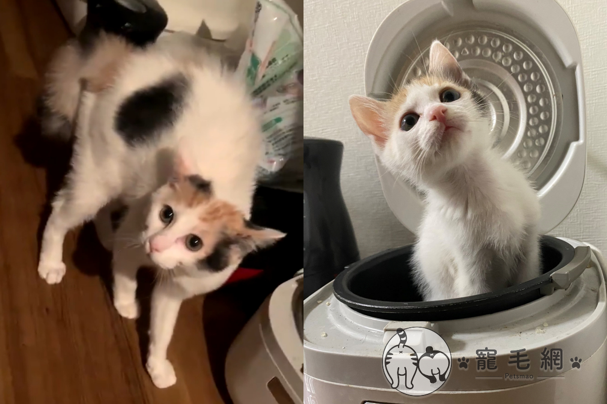 ▲這隻三花貓見到回到家的陌生人，瞬間炸毛生氣氣：「你誰？？」（圖／Twitter@mikenekoroku授權）