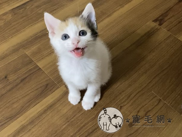 ▲日本推主養了三花貓Roku(ろく)(圖/Twitter@mikenekoroku授權)
