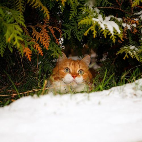 ▲窩在樹叢與雪中的小薑（圖／Instagram＠cute_ginger_cat）