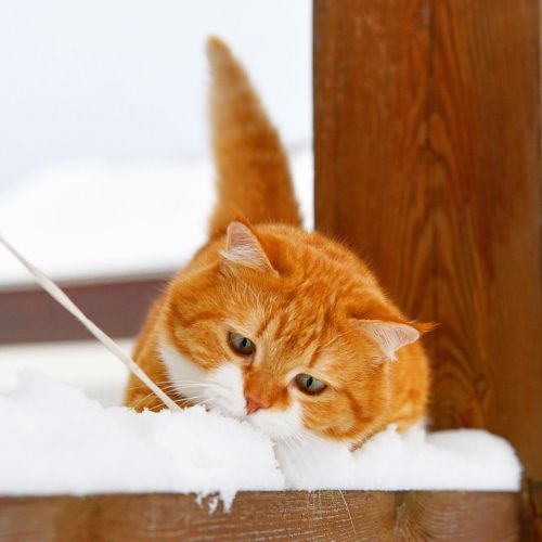 ▲不說是雪，還以為牠躺在雪白絨毯上！（圖／Instagram＠cute_ginger_cat）