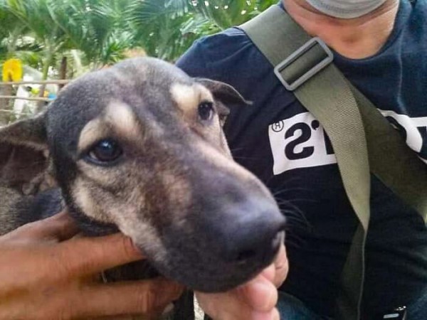 ▲動物救援組織負責人蓋亞找到狗狗，發現牠叫「Blacky小黑」，是有飼主的可愛汪（圖／FB@Hope