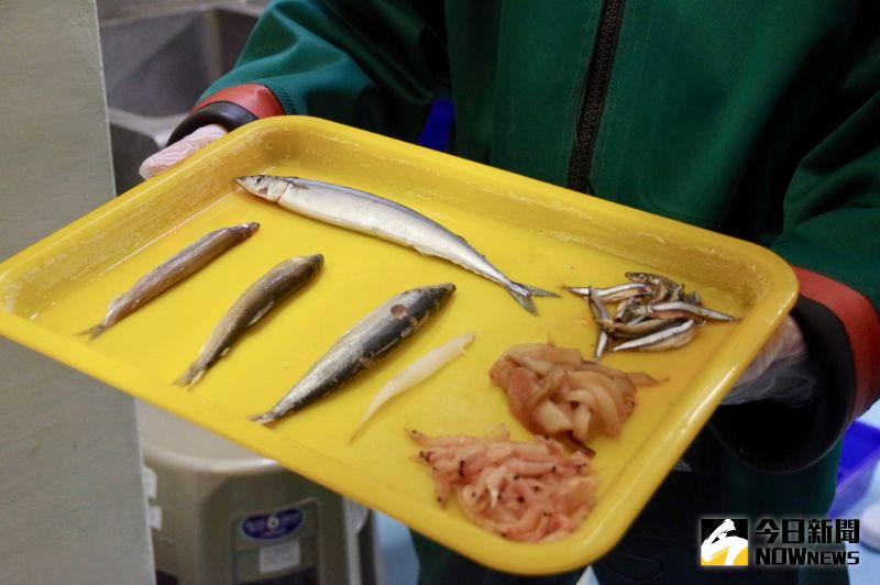 ▲企鵝平常都以秋刀魚、柳葉魚等海味為主，一日食量大約是體重的