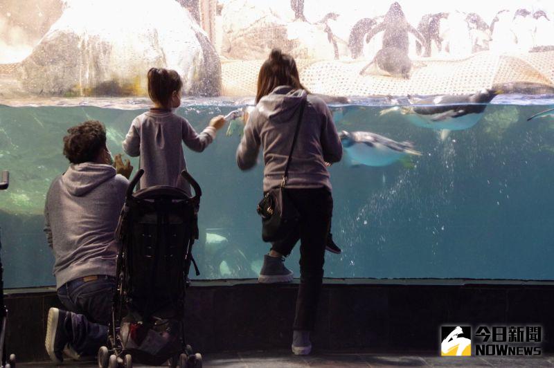 ▲企鵝是屏東國立海洋生物博物館的動物明星之一，為讓旅客親身感受企鵝原棲息地的氣候生態、環境及習性，推出企鵝餵食體驗活動。（圖／記者陳致宇攝）