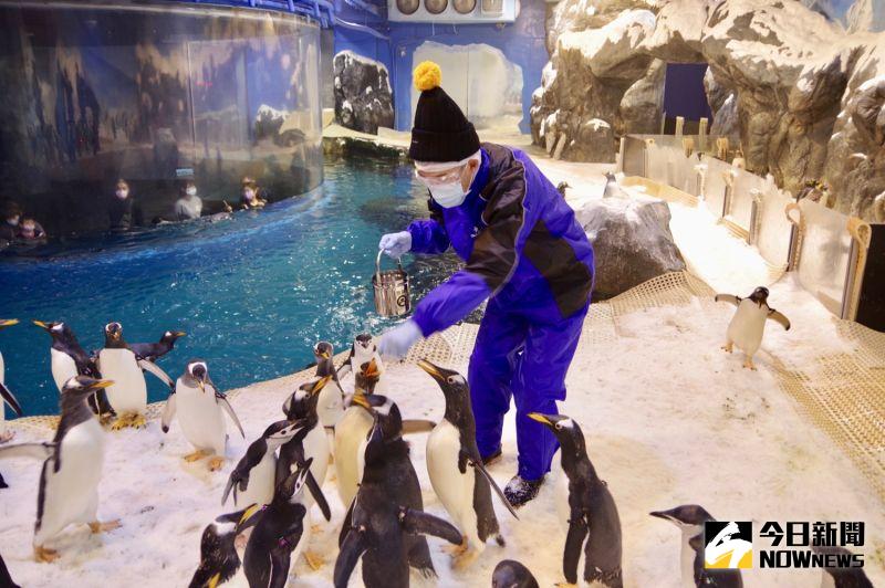 ▲屏東國立海洋生物博物館推出「我與企鵝的 0.1 毫米」企鵝餵食體驗活動，希望藉由與企鵝實際互動的過程，教育民眾海洋保育觀念。（圖／記者陳致宇攝）