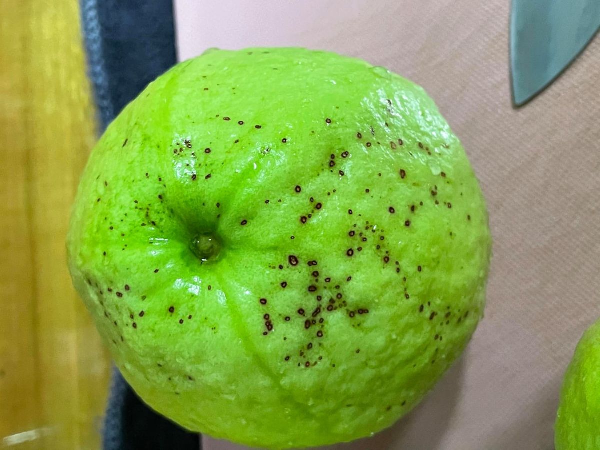 ▲網友詢問芭樂上面有許多小黑斑還能吃嗎？釣出內行人解答。（圖／翻攝自《爆系知識家》臉書）