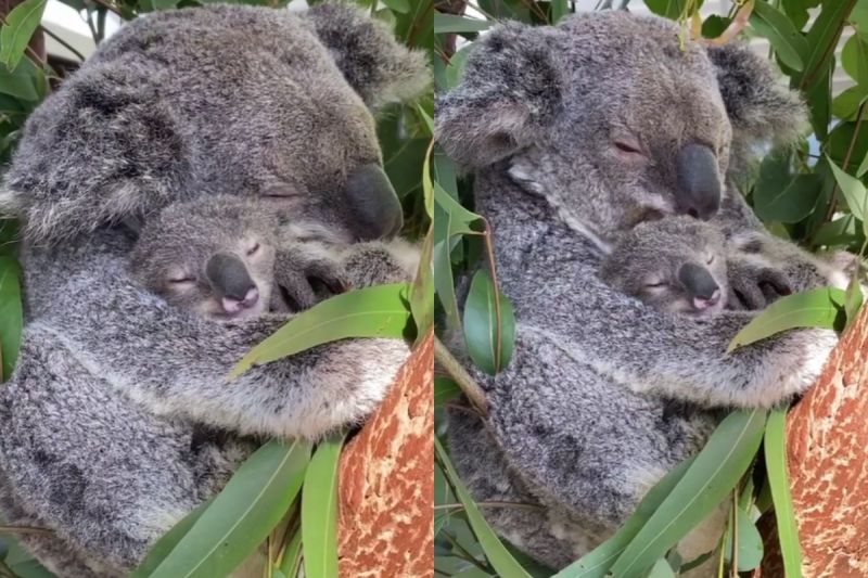 ▲無尾熊媽媽在樹上一臉懶洋洋的抱寶寶，看著看著要一起睡著了！（圖／Instagram＠reneehowell18）