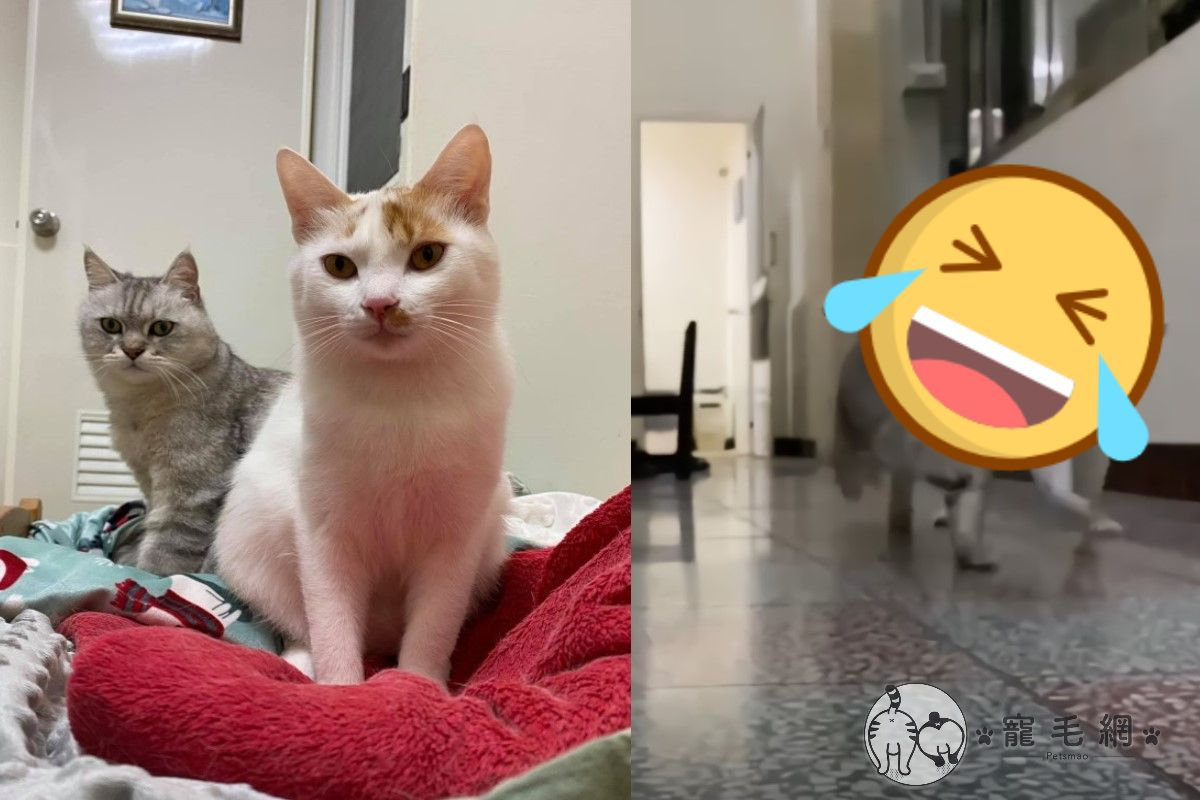 ▲網友家的兩隻貓咪以滑稽的姿勢在走廊狂奔（圖／粉專蔓蒂的三隻小豬授權提供）