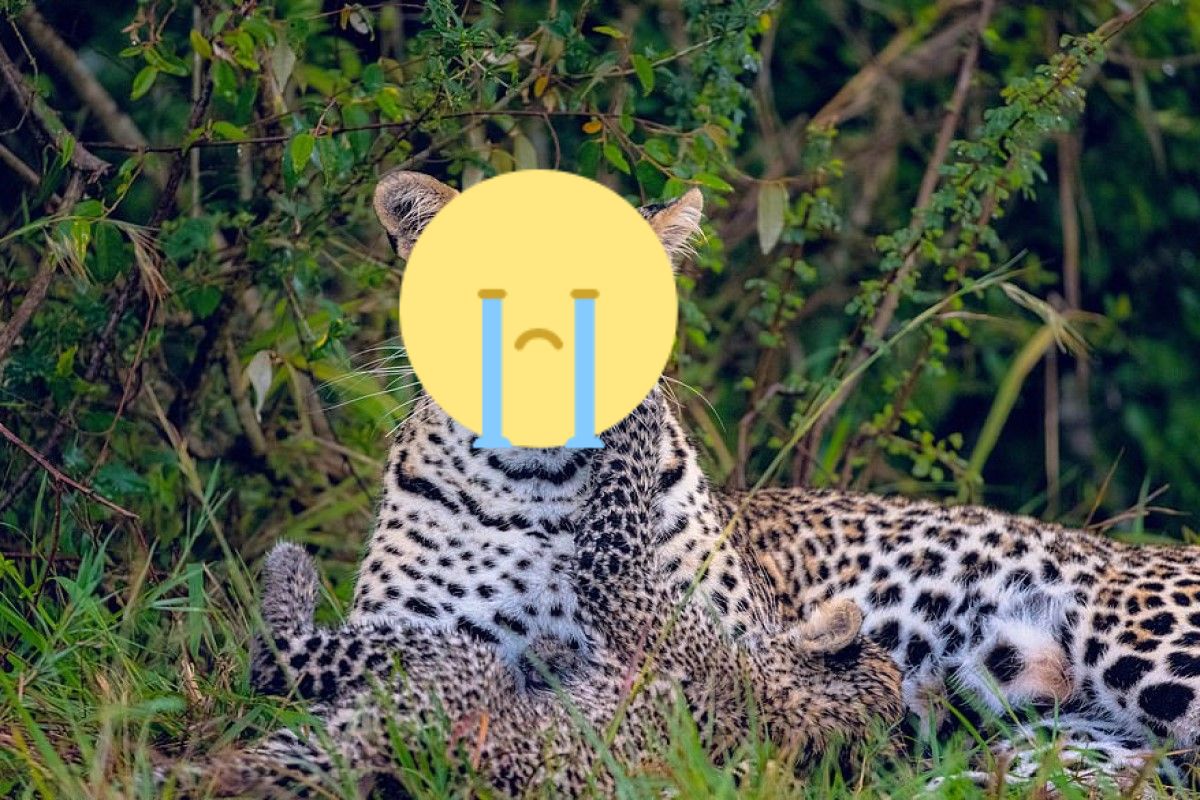 ▲一隻花豹媽媽無奈地被小豹吵醒（圖／IG@photography_by_leighton）