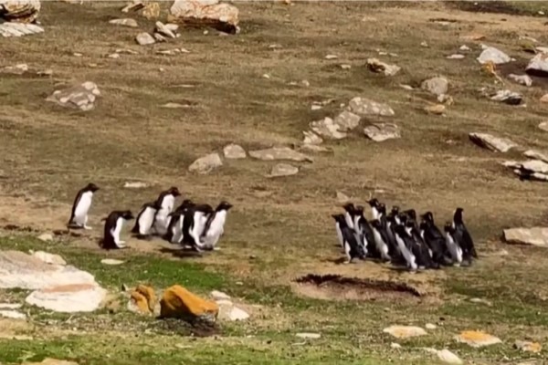 ▲兩隊跳岩企鵝在陸地上巧遇，右邊的大隊伍是剛從海上覓食回來的，左邊的8隻小隊伍正要下海捕魚去（圖／翻攝自Youtube@The