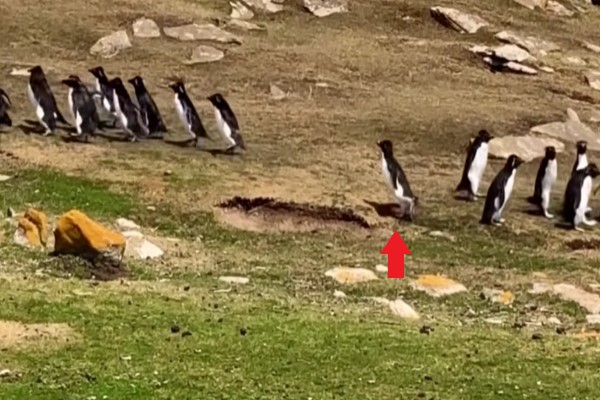 ▲這時小隊伍裡其中一隻企鵝發現同伴不見了，趕緊回頭尋找（圖／翻攝自Youtube@The