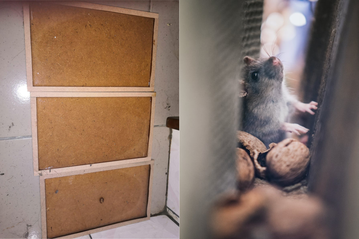 ▲有網友抱怨，買了將近30片黏鼠板，卻抓不到任何一隻。（示意圖／翻攝自《爆怨2公社》及《pexels》 ）