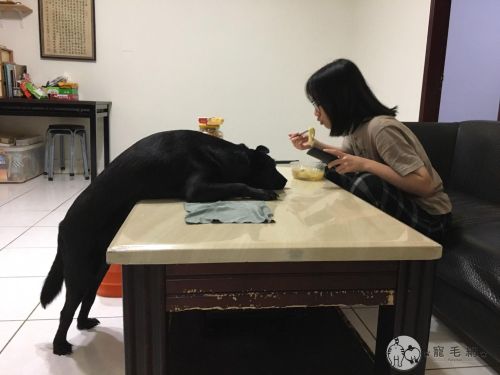 ▲小七:如果要成仙,我想要變成有好多好多食物吃的神仙!(圖/Facebook@Ben