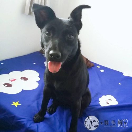 ▲小七:一起快樂的生活吧!(圖/Facebook@Ben