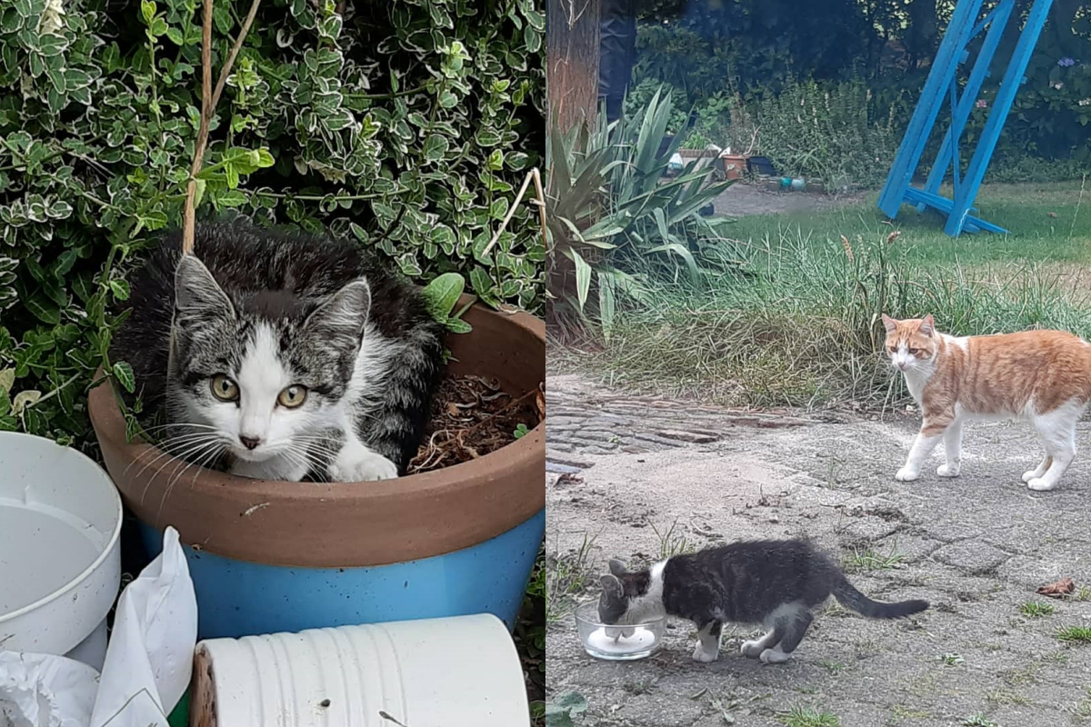 ▲人類養三隻貓咪覺得差不多，　貓貓卻主動勾搭外頭浪浪想收編！（圖／Instagram＠la_riek）