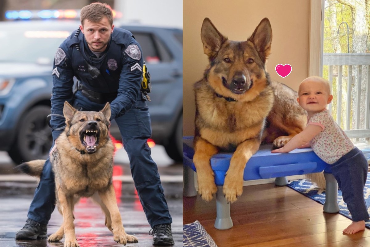 ▲K9警犬下班回家後變成小妹控（圖／IG@clinton_police_k9）