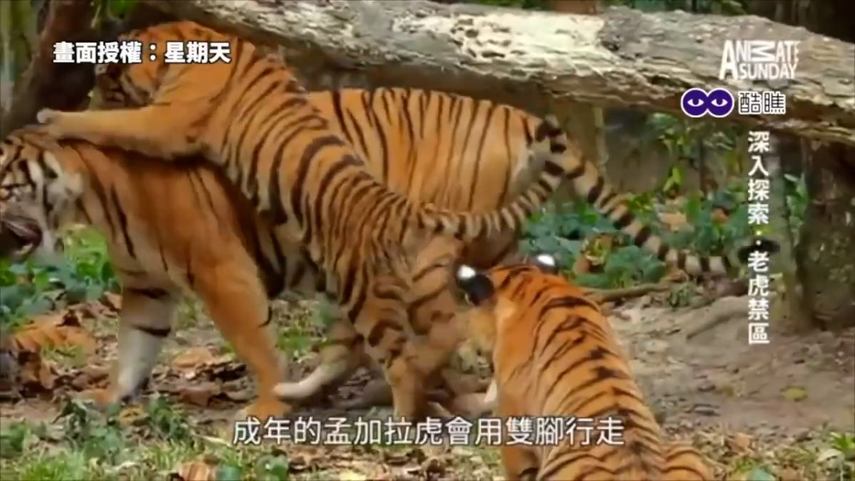 ▲配音員星期天致敬「動物星球頻道」，推出「動物星天」系列影片。（圖／星期天授權）