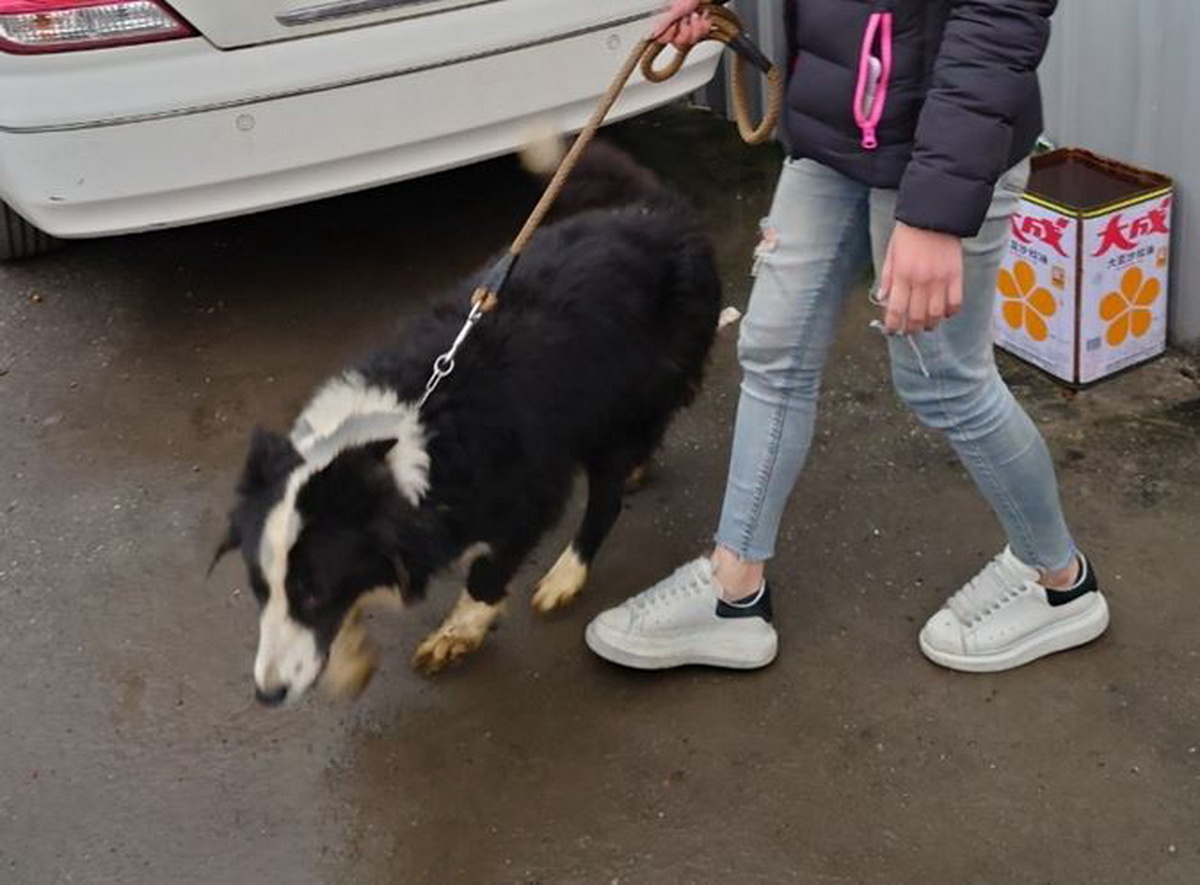 ▲這隻邊境牧羊犬長期被飼養在蘆洲區的私有土地上，經常未提供充足飲水。（圖/新北市政府動保處提供）