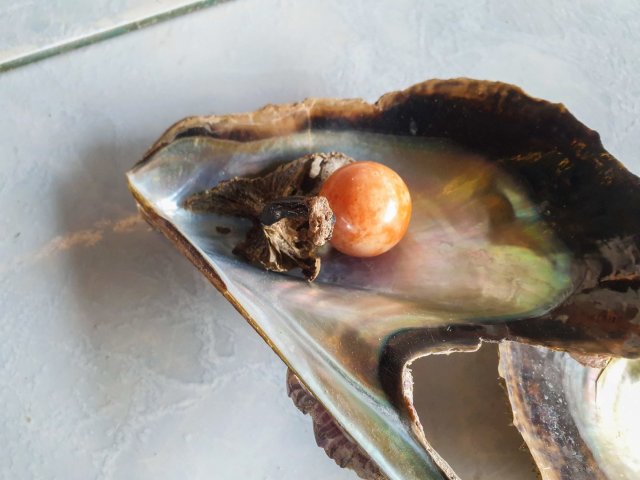 ▲泰國漁民撿貝殼時發現一顆罕見的橘色珍珠，消息曝光掀起不少富豪爭相搶購。（圖／翻攝自Viral Press 臉書）