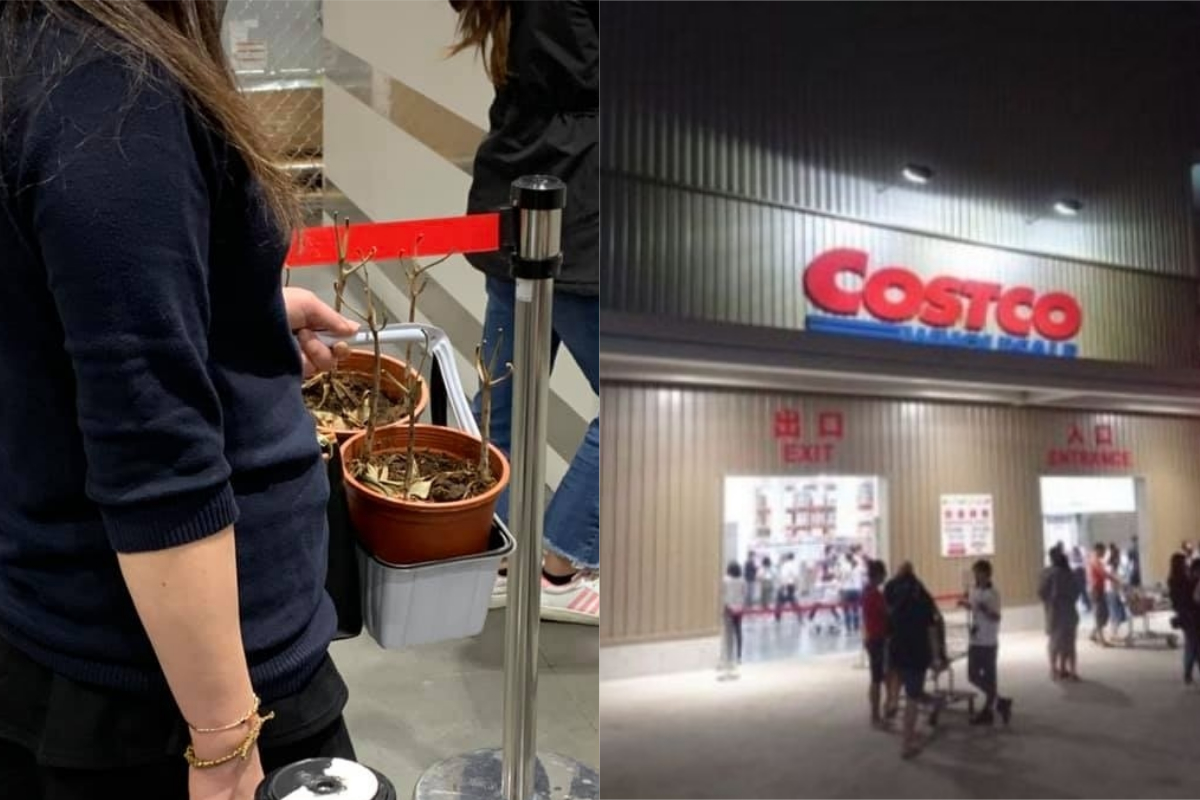 ▲有網友在購物時，看到有人拿枯萎的盆栽去退貨。（圖／翻攝自《爆廢1公社》及NOWnews資料照 ） 