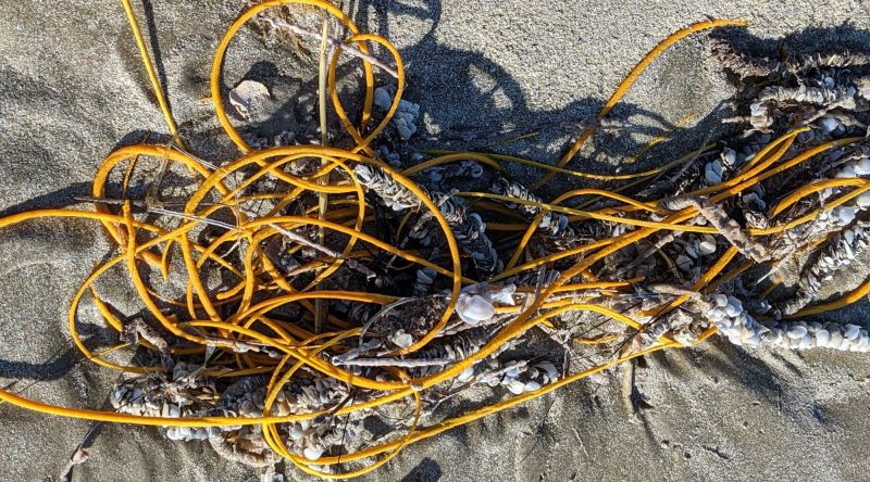▲日前帕德里島國家公園導覽員在海灘發現超像塑膠垃圾的黃色生物。（圖／翻攝Padre Island National Seashore臉書）