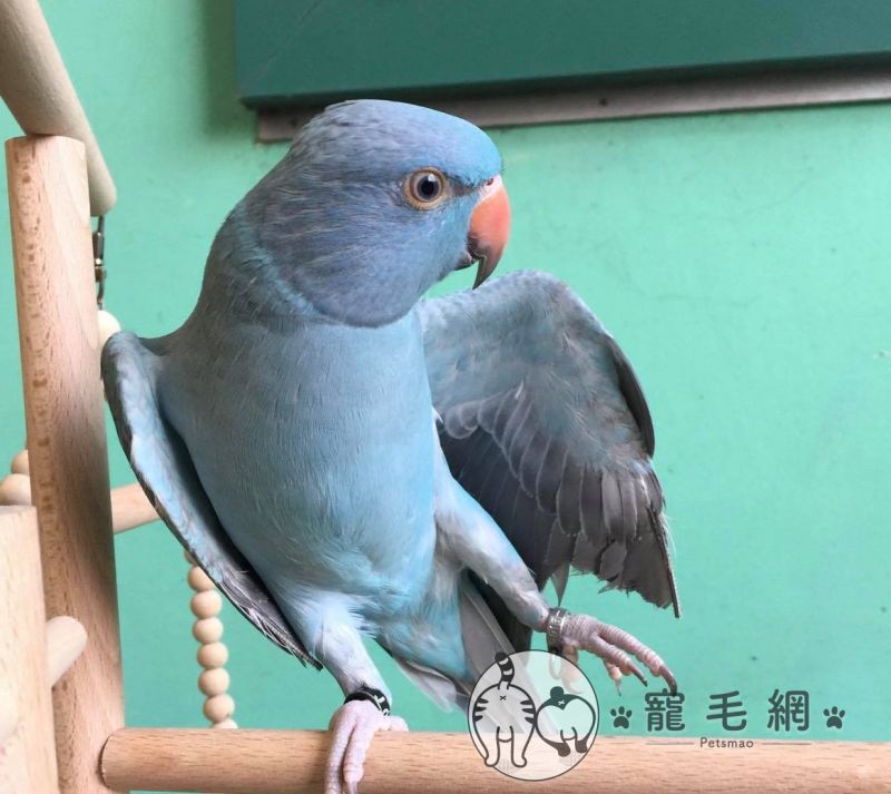▲月輪鸚鵡「酷羅小不比」(圖/網友Sara