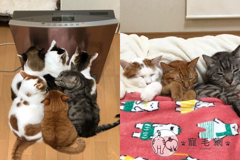 ▲日本的冬天很寒冷，網友家一開電暖器，瞬間六隻貓貼上去！（圖／IG@kibimomo授權）
