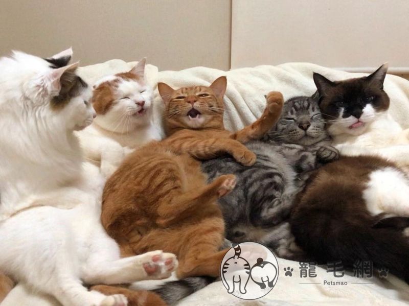 ▲日本IG帳號kibimomo分享7隻貓的日常（有一隻白底虎斑未入鏡），在網路很有人氣！（圖／IG@kibimomo授權）