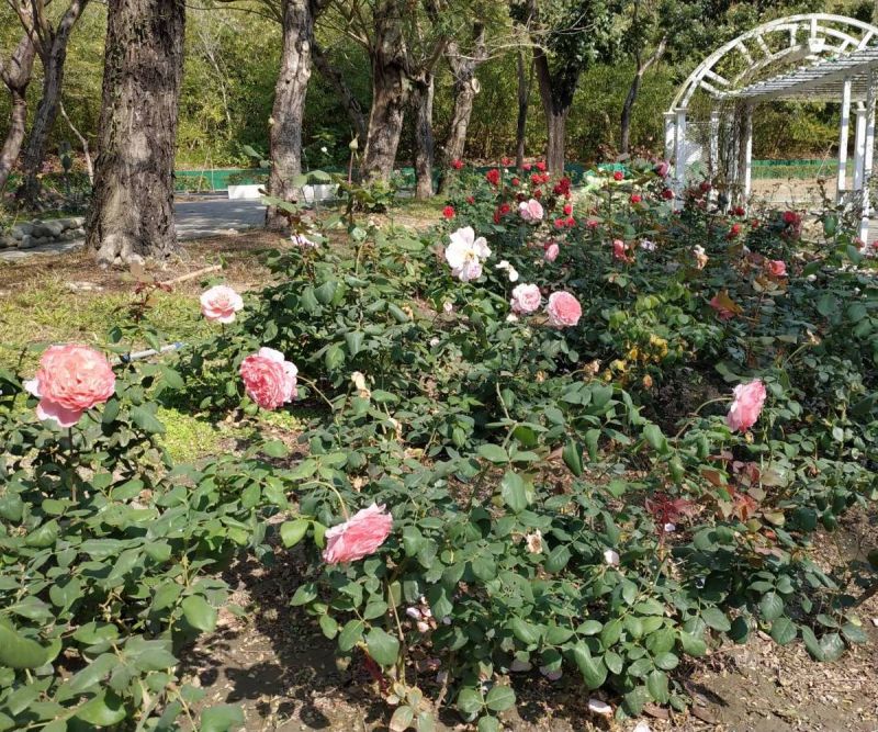 ▲澄清湖幸福花園栽種60多種逾1,200多株玫瑰花，深受民眾喜愛與好評。(圖／記者黃守作攝，2021.02.08)